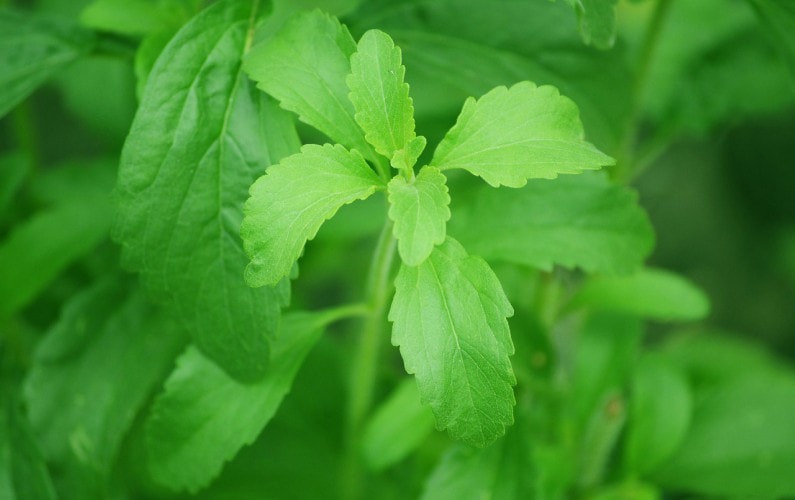 stevia sweetener, natural sweetener that is good for you