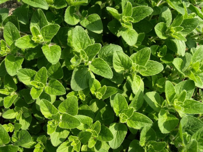 oregano herb